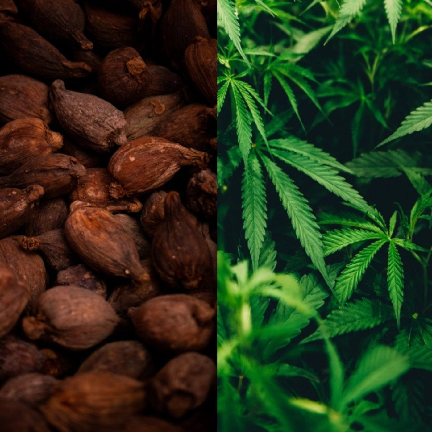 Chocolate chip cookie - 200/500 mg CBD-vel